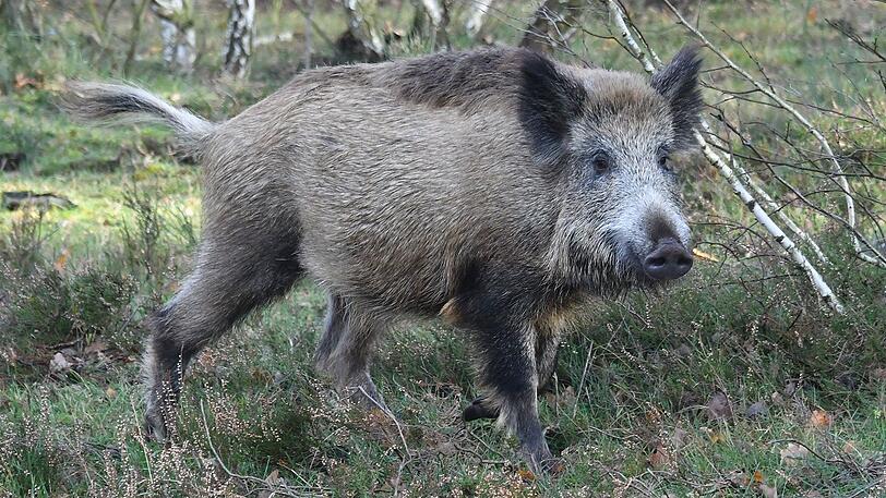 Wildschweine könnten die Krankheit von Tschechien nach Deutschland einschleppen. (Symbolbild)