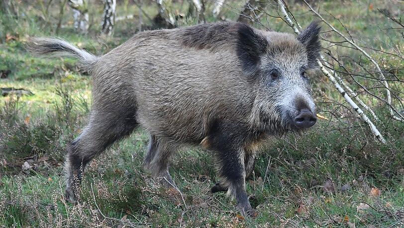 Wildschweine könnten die Krankheit von Tschechien nach Deutschland einschleppen. (Symbolbild)