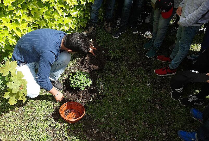 Die Schüler haben einen Friedensbaum gepflanzt.
