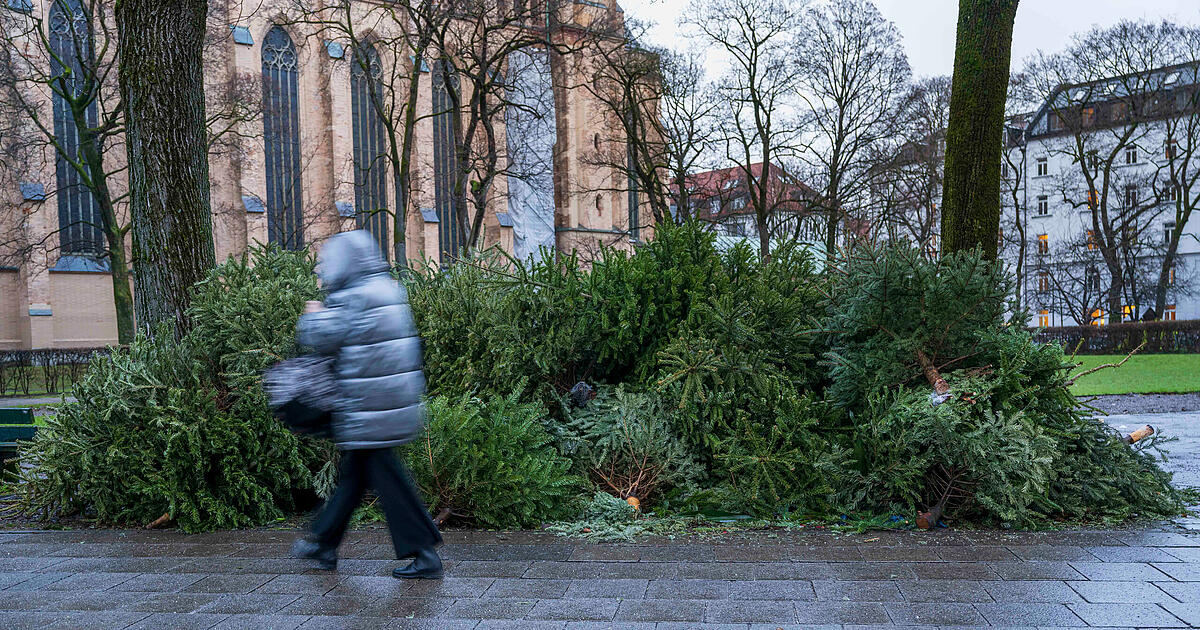Der-AWM-deckt-auf-Das-passiert-mit-unseren-ausgedienten-Christb-umen