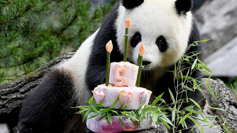 Panda-Weibchen Meng Meng schaut in ihrem Gehege im Zoologischer Garten zu ihrer Geburtstagstorte. Die Tierpfleger servieren zum fünften Geburtstag eine Torte mit zuckerfreie Leckerei wie Bambus, Äpfel, Möhren und Eis. Gemeinsam mit dem Männchen Jiao Qing lebt die aus einem Reservat in Chengdu stammende Meng Meng als Leihgabe Chinas im Berliner Zoo