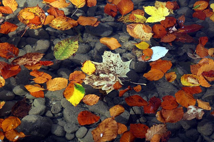 Alle Farben des Herbstes schwimmen auf der Wasseroberfläche.