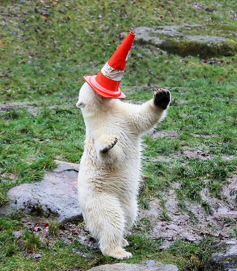 Die schönsten Bilder vom ersten Geburtstag der Münchner Eisbären-Zwillinge Nela und Noby mit ihrer Mutter Giovanna.