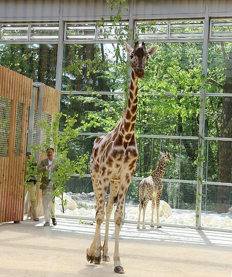 Die Giraffen inspizieren ihr neues Zuhause.