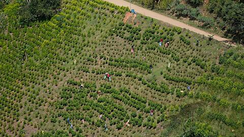 Kolumbien ist der gr&ouml;&szlig;te Kokainproduzent der Welt. (Archivbild)