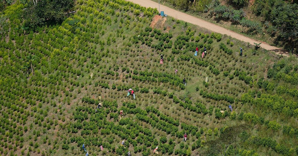 Kolumbien-nimmt-Koka-Vernichtung-mit-Glyphosat-wieder-auf
