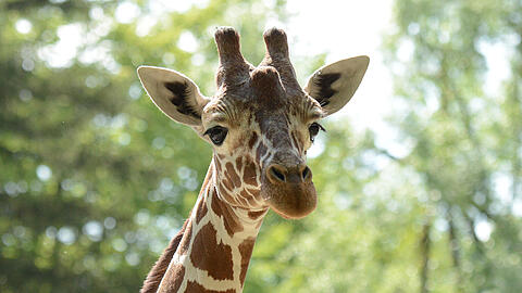 Giraffenbulle Naledi ist gut in Neapel angekommen.