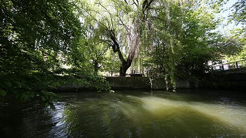 Üppiges Grün und alter Baumbestand am Auer Mühlbach.