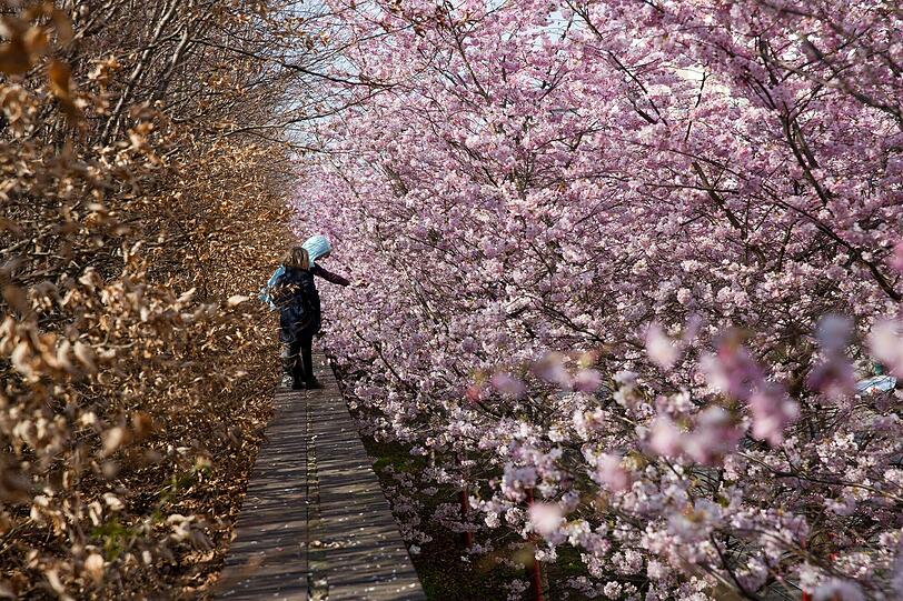 Kirschblüten gibt es nicht nur in Hamburg zu bewundern. Auch in der Hauptstadt kann man diese z.B. in der Schwedter Straße in Berlin genießen.