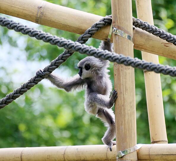 Mia ist die jüngste der fünfköpfigen Silbergibbon-Familie im Tierpark Hellabrunn.
