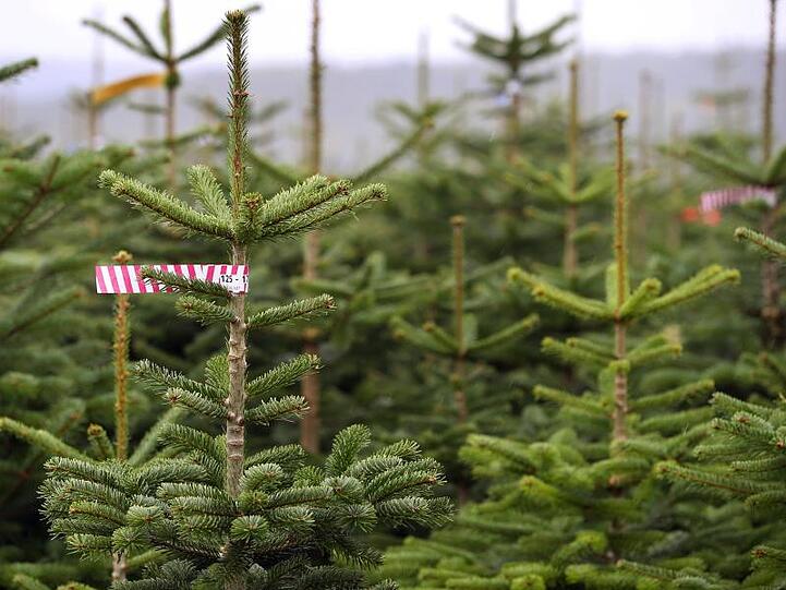 "Es gibt genug Bäume, und die Christbäume werden nicht teurer", sagt Thomas Emslander, Vorsitzender des Vereins bayerischer Christbaumanbauer.