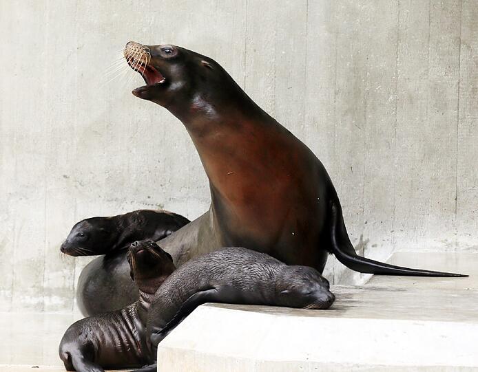 Seelöwe Molly mit den drei Kleinen.