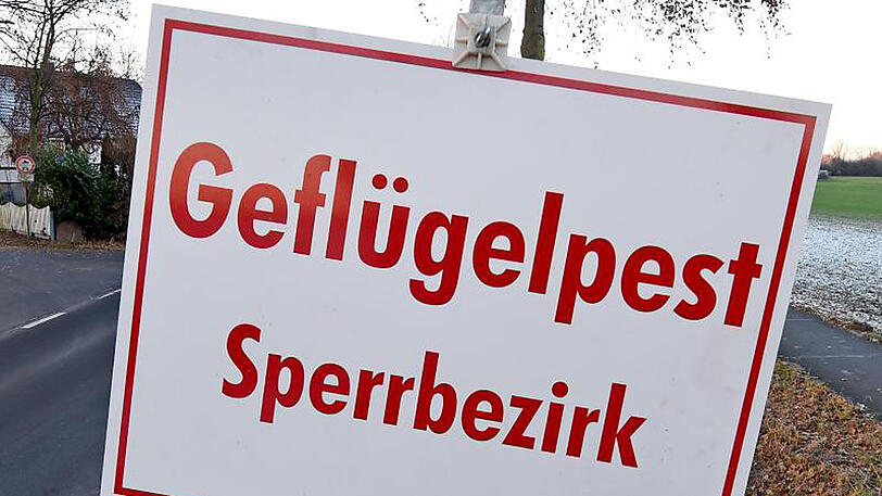 Der Erreger des Subtyps H5N5 wurde in einem Putenzuchtbetrieb in Schleswig-Holstein nachgewiesen.