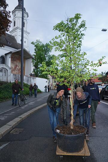 Die Umweltorganisation "Green City" hat die hochgewachsenen Rosskastanien, Hainbuchen und gemeinen Eschen...