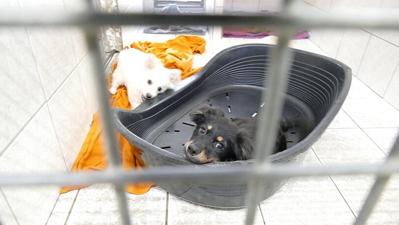 Gerettet aus illegalem Handel: Nun müssen die beiden Welpen im Münchner Tierheim in Quarantäne verharren.