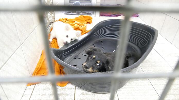 Gerettet aus illegalem Handel: Nun müssen die beiden Welpen im Münchner Tierheim in Quarantäne verharren.