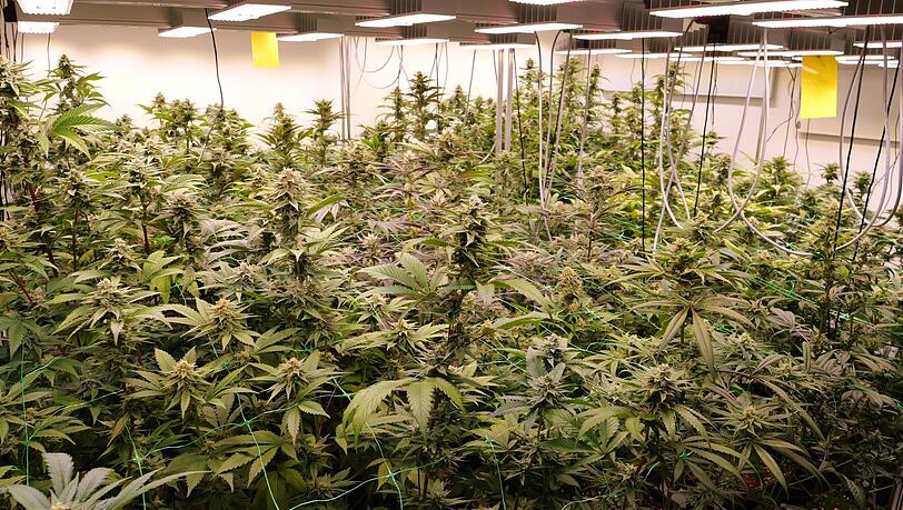 Cannabis so weit das Auge reicht: Seit dem Cannabis-Gesetz darf es unter Auflagen legal angebaut werden. (Symbolbild)