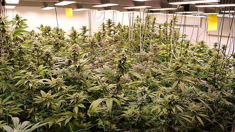 Cannabis so weit das Auge reicht: Seit dem Cannabis-Gesetz darf es unter Auflagen legal angebaut werden. (Symbolbild)