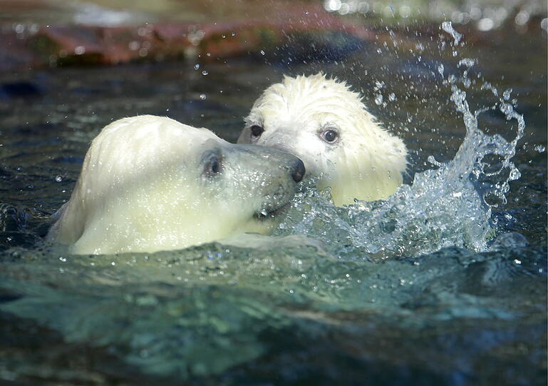 Unsere Eisbärchen Aleut und Gregor mit Mama Vera bei ihrem ersten Ausflug im Freigehege.