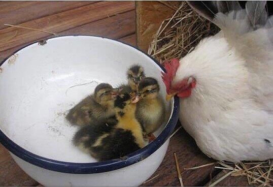 Söllners Henne hat Entenküken adoptiert. Dem Huhn scheint es egal zu sein, dass sein Nachwuchs watschelt,