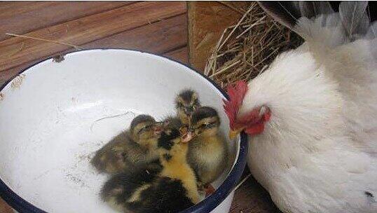 Söllners Henne hat Entenküken adoptiert. Dem Huhn scheint es egal zu sein, dass sein Nachwuchs watschelt, Söllners Henne hat Entenküken adoptiert. Dem Huhn scheint es egal zu sein, dass sein Nachwuchs watschelt,