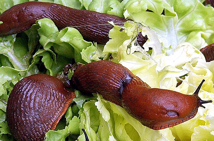 Helden Bierfallen gegen Schnecken? Ja, und zwar so gut, dass man sogar die Tiere aus Nachbars Garten anlockt.