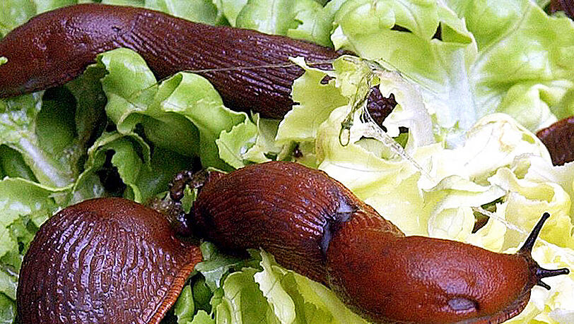 Helden Bierfallen gegen Schnecken? Ja, und zwar so gut, dass man sogar die Tiere aus Nachbars Garten anlockt. Helden Bierfallen gegen Schnecken? Ja, und zwar so gut, dass man sogar die Tiere aus Nachbars Garten anlockt.