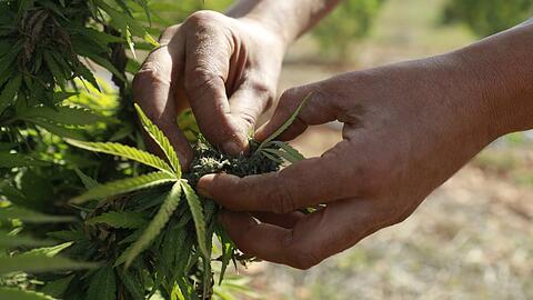 Medizinisches Marihuana wird auf einer Plantage angebaut - das ist heute schon erlaubt. Bald soll man aber auch Zuhause Pflanzen haben dürfen.
