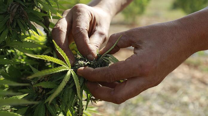 Medizinisches Marihuana wird auf einer Plantage angebaut - das ist heute schon erlaubt. Bald soll man aber auch Zuhause Pflanzen haben dürfen.