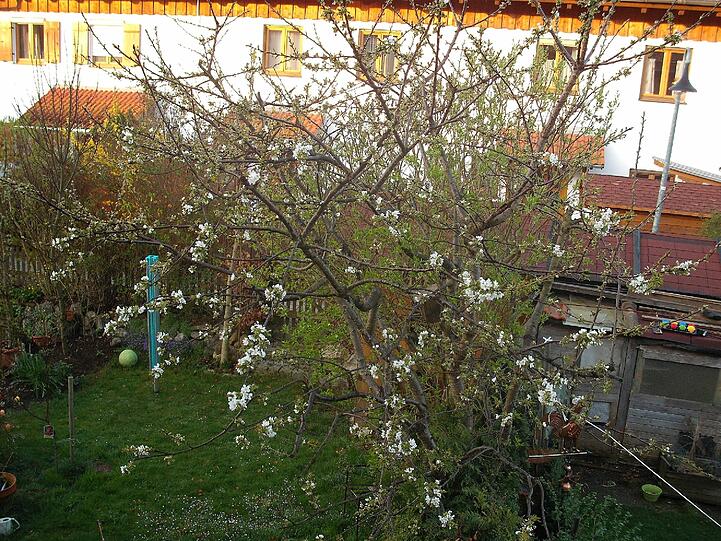Kirschblüte Mitte April Abendzeitung München