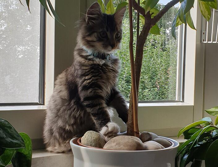 Rocky