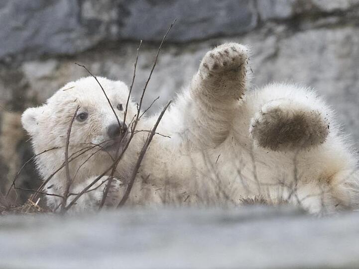 Die kleine Eisbärin im Tierpark.