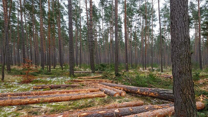 Der Gro&szlig;teil des eingeschlagenen Holzes findet Verwendung in der S&auml;ge- und Furnierindustrie, etwa als Paletten- oder Parkettholz. (Archivbild)