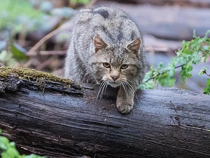 Eine Wildkatze läuft über einen Baumstamm. Foto: Sebastian Gollnow/dpa/Archivbild