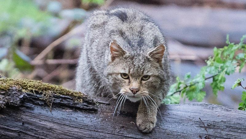 Eine Wildkatze läuft über einen Baumstamm. Foto: Sebastian Gollnow/dpa/Archivbild Eine Wildkatze läuft über einen Baumstamm. Foto: Sebastian Gollnow/dpa/Archivbild