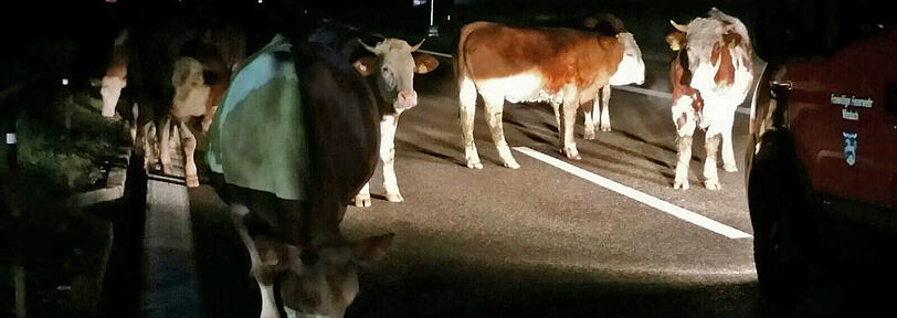 Ausgebüchst und auf die Autobahn: 13 Rinder liefen heute Nacht über die A96.
