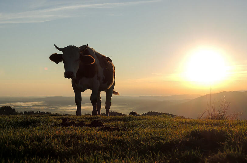 Der Sonne abgewandt: eine Kuh gestern Morgen in der Nähe des Gipfels des Zwiesel bei Bad Tölz.