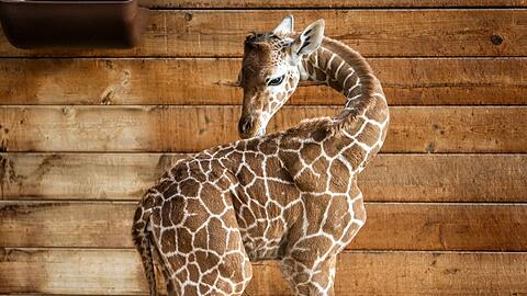Netzgiraffen gelten als eine besonders bedrohte Tierart.