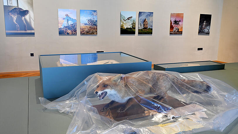 Ein ausgestopfter Fuchs in Plastikfolie eingeh&uuml;llt, im Hintergrund sind die Bilder der Serie &ldquo;Zeugnisse der Zerst&ouml;rung&rdquo; von Claus Pichler an der Wand zu sehen.