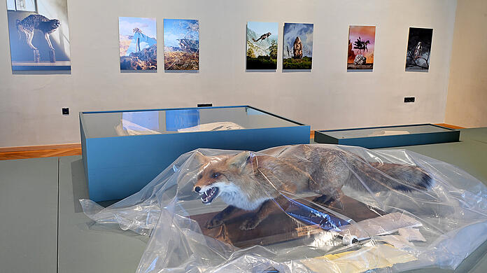Ein ausgestopfter Fuchs in Plastikfolie eingeh&uuml;llt, im Hintergrund sind die Bilder der Serie &ldquo;Zeugnisse der Zerst&ouml;rung&rdquo; von Claus Pichler an der Wand zu sehen.