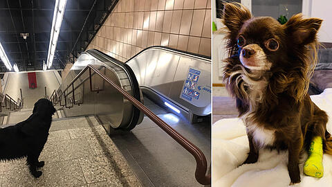 Rolltreppen können für Hunde sehr gefährlich werden.