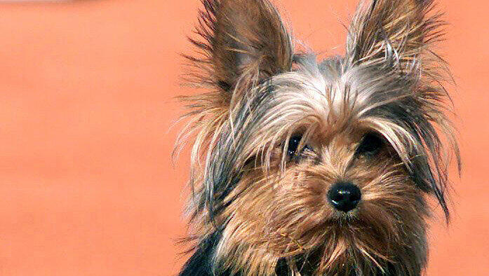 Klein, aber mutig: Yorkshire Terrier sind meist selbstbewusst und wachsam und können daher auch gute Wachhunde sein, die vor größeren Hunden und Fremden nicht zurückschrecken. Klein, aber mutig: Yorkshire Terrier sind meist selbstbewusst und wachsam und können daher auch gute Wachhunde sein, die vor größeren Hunden und Fremden nicht zurückschrecken.