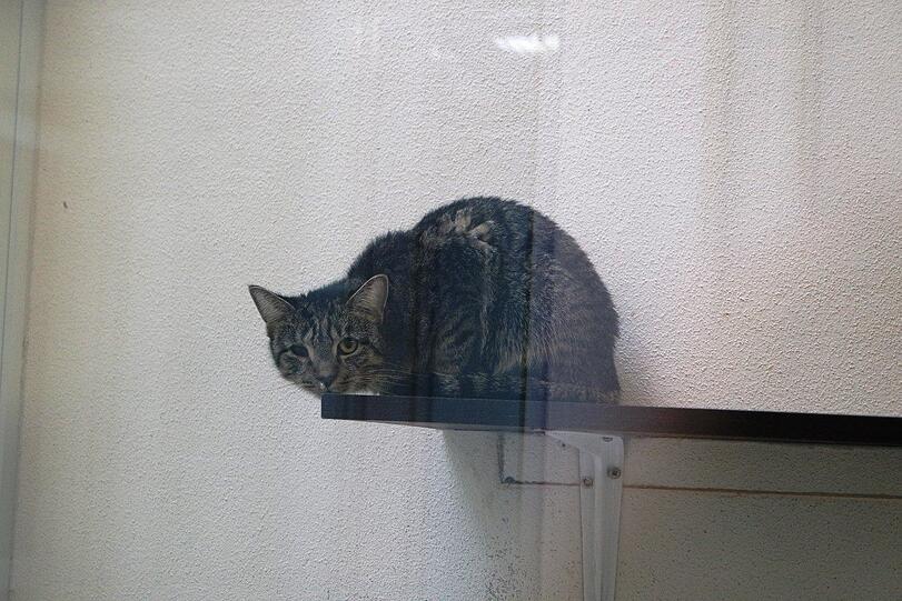 Die Polizei fand in einer Nürnberger Einzimmerwohnung 48 verwahrloste Katzen.