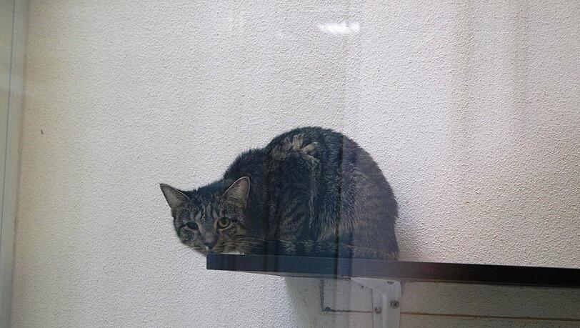 Die Polizei fand in einer Nürnberger Einzimmerwohnung 48 verwahrloste Katzen. Die Polizei fand in einer Nürnberger Einzimmerwohnung 48 verwahrloste Katzen.