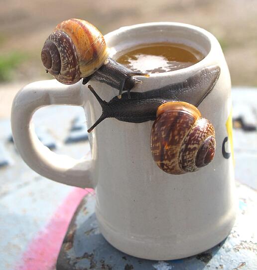 "Die Schnecken haben zuerst kräftig getrunken und sich dann mächtig verliebt."