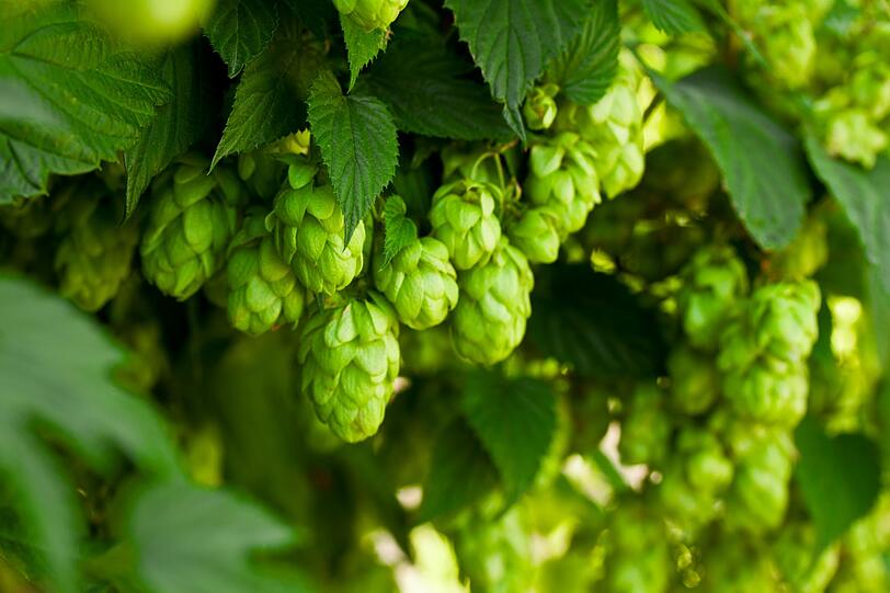 Aus Hopfen lässt sich nicht nur Bier, sondern auch ein Tee brauen, indem man die Zapfen mit heißem Wasser übergießt. Neben dem beruhigend wirkenden Tee (natürliches Schlafmittel), kann man auch eine antibakterielle Hopfen-Tinktur herstellen. Diese hilft innerlich und äußerlich gegen Entzündungen. Aus Hopfen lässt sich nicht nur Bier, sondern auch ein Tee brauen, indem man die Zapfen mit heißem Wasser übergießt. Neben dem beruhigend wirkenden Tee (natürliches Schlafmittel), kann man auch eine antibakterielle Hopfen-Tinktur herstellen. Diese hilft innerlich und äußerlich gegen Entzündungen.