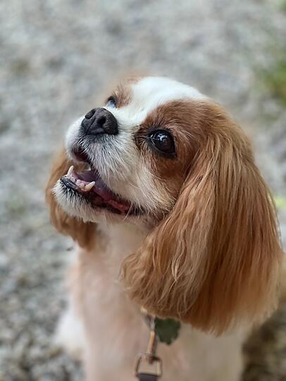 Lilly