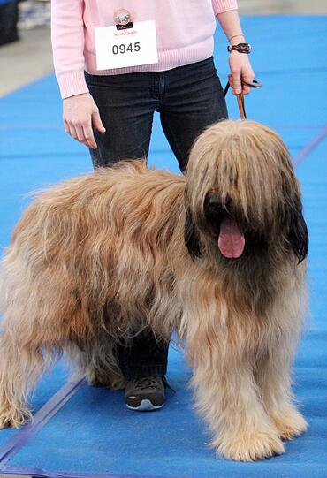 Die Haare müssen so lang sein bei der französischen Hirtenhundrasse Berger de Brie, auch Briard genannt.