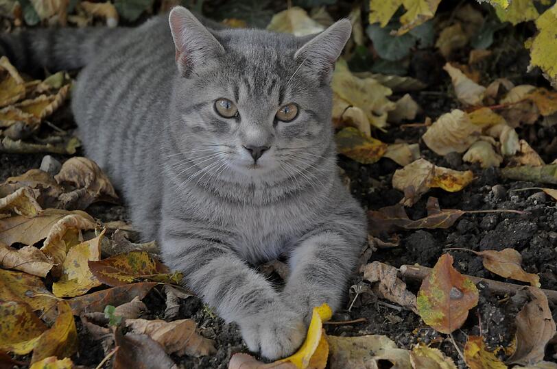 Hugo