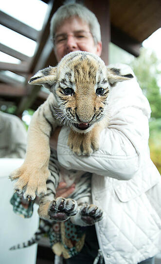 Die Tierärztin Doris Tesch hält das Tigerbaby im Wildkatzenzentrum in Tempelfelde (Brandenburg) auf dem Arm. Das Tier wurde vor etwa sechs Wochen vor der Praxis der Ärztin gefunden.